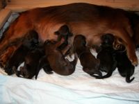 jamniki - 1 posi�ek w pe�nym sk�adzie